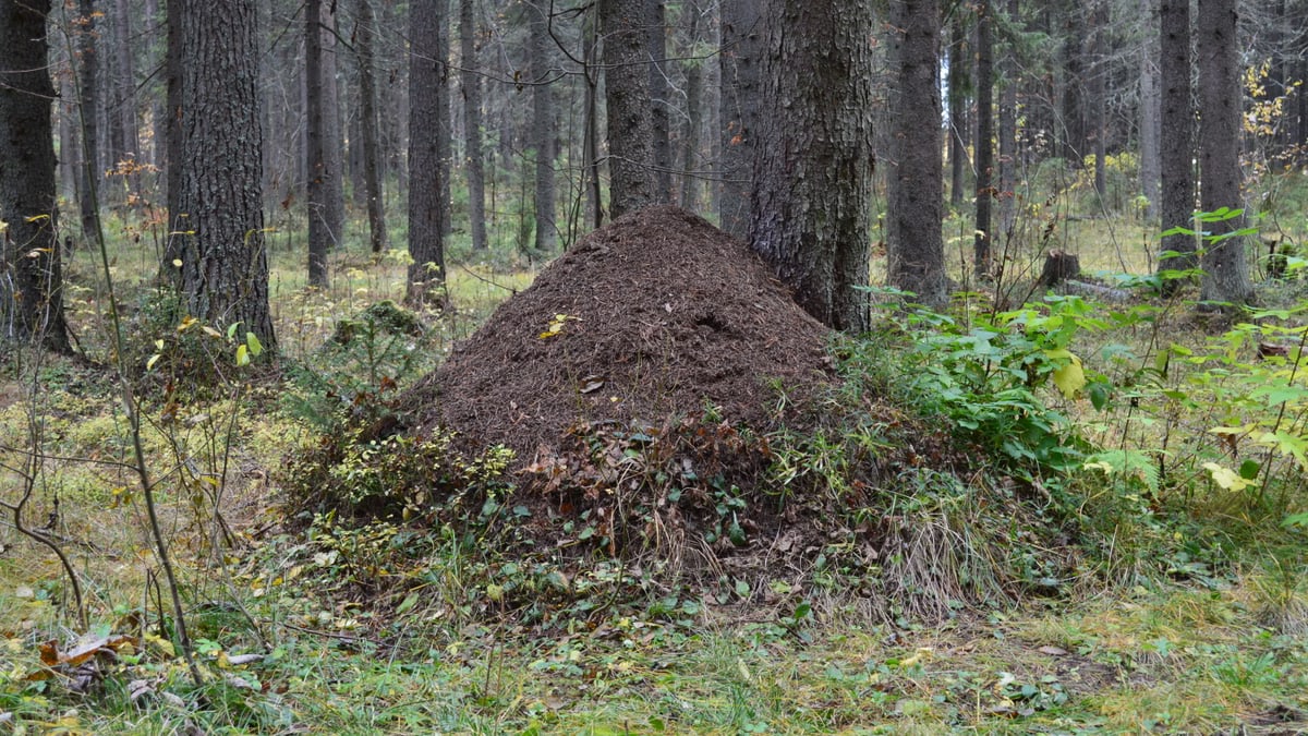 Explore the natural beauty of an anthill nestled in a lush Syktyvkar forest.